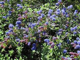 Maybe you would like to learn more about one of these? Ceanothus Concha Linda Vista Native Plants