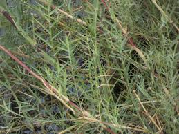 Image result for Phragmites mauritianus
