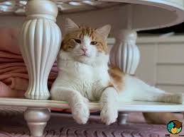 The turkish van's eyes are either blue or amber, and sometimes they will have one of each color. Turkish Van Cat Breed Information Uk Pets