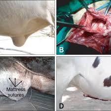 Some hernias can be minor, but in certain circumstances they can be very serious and often require surgical treatment. Pdf Comparison Between Open And Closed Methods Of Herniorrhaphy In Calves Affected With Umbilical Hernia