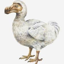 Illustration Of A Dodo Raphus Cucullatus Photographic Print Dorling Kindersley Art Com In 2020 Dodo Bird Animal Art Projects
