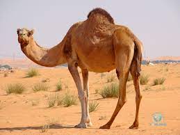 Because your body can't store it, you must replace the fluid you lose on a daily basis. The Camel