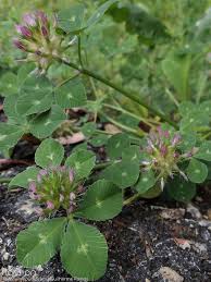 Image result for Trifolium spumosum