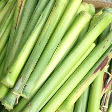 Image result for Saccharum