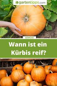 Damit ist er 4 bis 6 monate haltbar und kann je nach bedarf zum kochen verwendet. Wann Ist Ein Kurbis Reif In 2021 Kurbis Gartentipps Kurbisse