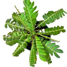 Image result for Biophytum