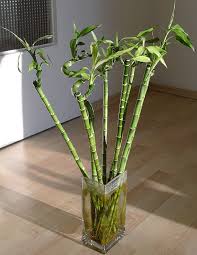 Image result for Dracaena sanderiana
