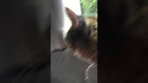 It was a purrfect day for a bicycle ride! Cat Panting On Car Ride Youtube