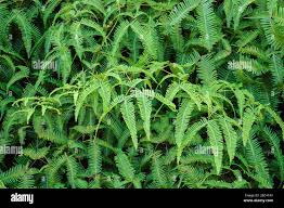 Image result for Gleichenia elongata