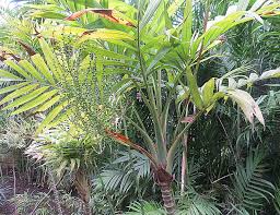 Small Palm Trees Guide Types That Grow 4 20 Feet Tall Install It Direct