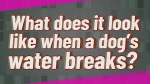 By paying attention to your dog's behavior during the last two weeks or so of her pregnancy, you can determine when labor is about to begin, and when it finally does. What Does It Look Like When A Dog S Water Breaks Youtube