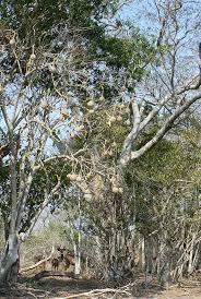 Image result for Cladostemon kirkii