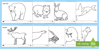 Printable coloring and activity pages are one way to keep the kids happy (or at least occupie. Animals That Live In The Arctic Colouring Sheets Ks1