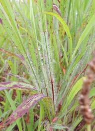 Image result for Ischaemum amethystinum