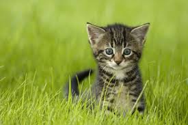 Get info on pet food depot in phoenix, az 85032 read 1 review, view ratings, photos and more. Home