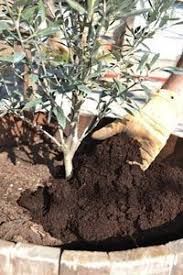 En Debut De Saison L Olivier A Besoin Qu On S Occupe De Lui Pour Etre Pimpant Durant L Annee Qui Vient Decouvre Jardinage En Pots Astuce Jardin Idees Jardin