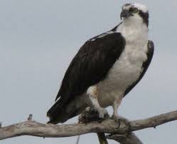 Birds Of Prey In Georgia Usa Osprey At Gulf State Park In Alabama Bald Eagle Prey Birds