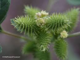 Image result for Xanthium