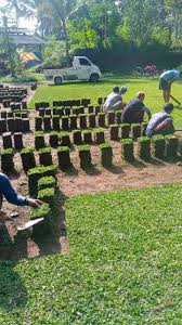 Jual Rumput Gajah Mini Di Gresik Dari Lahan Kita Di Malang Tahun 2021 Rumput Taman Malang