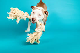 Maybe you would like to learn more about one of these? Adoption Process Pasadena Humane