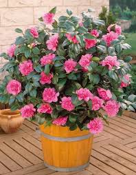 Camelia Anticipation Pepinieriste Jacques Briant Arbuste Arbuste Persistant Arbustes A Fleurs