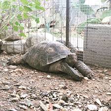 S hop by age, size or species. Tortoise Adoption Program