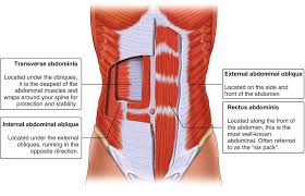 Groin muscles diagram anterior muscles diagram muscle diagram anterior muscular system. Anatomy Of The Inguinal Region Springerlink
