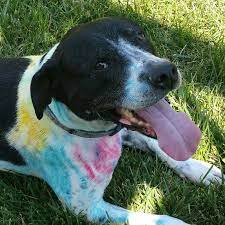 Other carecredit providers near you. Dawn S Grooming At Pet Care Center Of Lincoln Home Facebook
