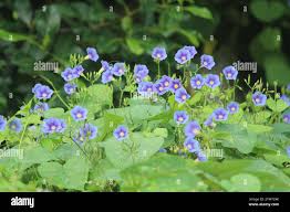 Image result for Ipomoea parasitica