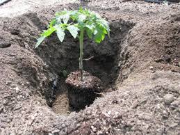 Re Post How I Plant A Tomato Jardin De Tomates Idees Jardin Plantes Comestibles