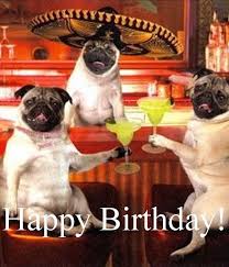 Funny Birthday Wishes Happy Birthday Meme For Him Birthday Greetings Funny Birthday Wishes Funny Happy Birthday Pug