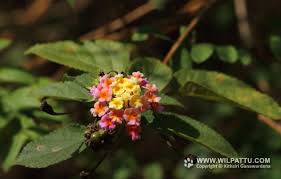 Image result for Sopubia lanata