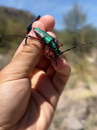 Image result for Buchnera keilii