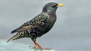 Several european and asian species. Dancing Starling Spectacle Caused Power Cuts In Scottish Village Bbc News