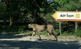 At beekse bergen you can enjoy yourself 365 days a year. Beekse Bergen Safari Park Bezienswaardigheden Tilburg Nederlands