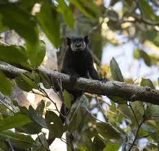 Colombia Black Bear Animals Primates