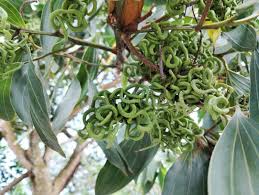 Image result for Acacia mangium