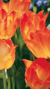 Tulips Flowers Spring Tulip Flower Pictures Tulips Flowers Flower Pictures
