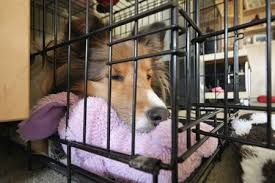 The Benefits Of Crate Training Cvmbs News