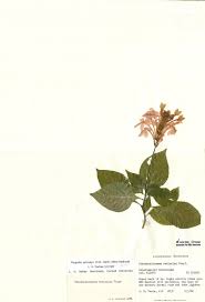 Image result for Ruspolia seticalyx