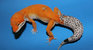 Leopard Gecko Morphs And Color Variations Care Guides For