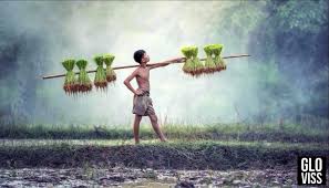 Kedudukannya di kawasan hutan tropika menerima hujan tahunan di bawah 3000 mm setahun yang turn lebih kurang 200 hari dalam setahun dan cahaya matahari yang diterima di dalam lingkungan 2200 jam membolehkan banyak jenis dan varaiti tanaman tumbuh dan. 9 Tips Untuk Usahawan Tani Dalam Bisnes Pertanian Gloviss