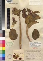 Image result for Dissotis trothae