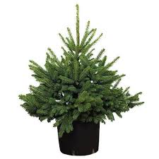 Maybe you would like to learn more about one of these? Get Brazi Naturali In Ghiveci Images