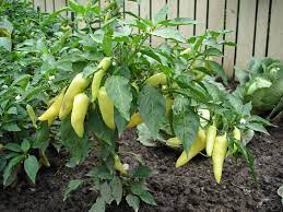 This bizarre banana water helps plants to double in size in weeks. 17 Peppers Ideas Stuffed Peppers Edible Garden Vegetables