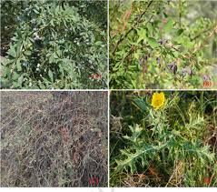 Image result for Berberidaceae