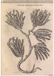 Image result for Landolphia letestui