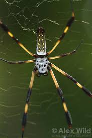 Black And Yellow Striped Spider Australia Arachnida Spiders Mites And Relatives Alex Wild Arachnids Spider Arachnids Spiders