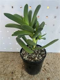Image result for Crassula perfoliata