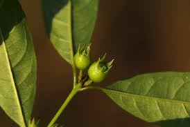 Image result for Pauridiantha